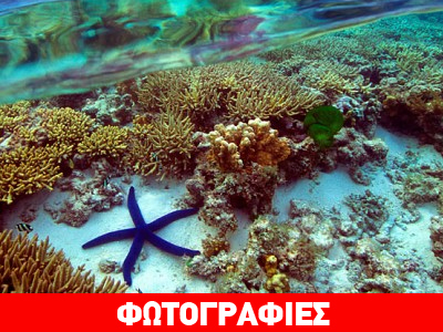 Ο μεγαλύτερος κοραλλιογενής ύφαλος του κόσμου